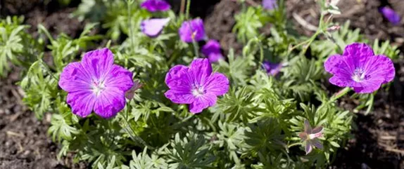 Langlebige Sonnenstauden für den Garten