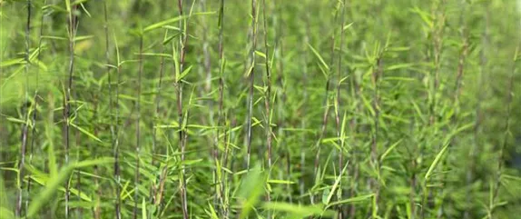 Gut geschützt – Hecken pflanzen und den Garten ungestört genießen