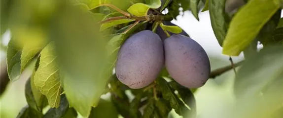 Wie man Obst im Garten pflanzen sollte