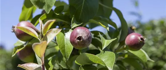 Wie man Obst im Garten pflanzen sollte