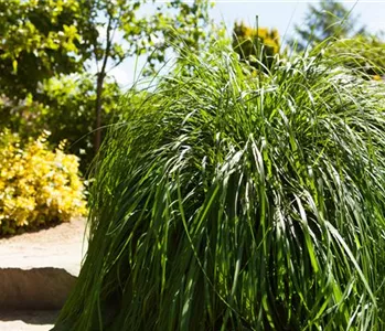 Für den Ziergarten erfolgreich Gräser teilen und vermehren