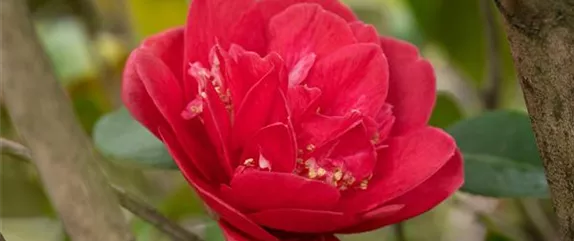 Wie nützlich mediterrane Pflanzen für den Garten sein können