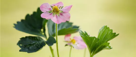 Erdbeeren – das passende Obst für alle Naschkatzen