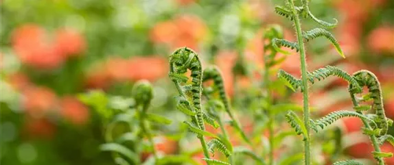 Ein asiatischer Garten als Oase der Ruhe