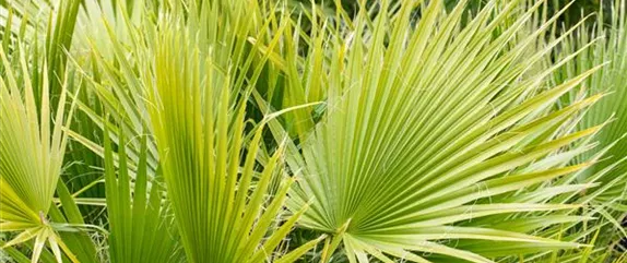 Wie nützlich mediterrane Pflanzen für den Garten sein können