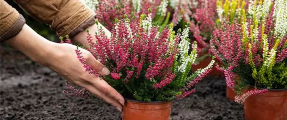 Zeitlose Schönheiten - Altbewährte Gartengestaltung mit Heide