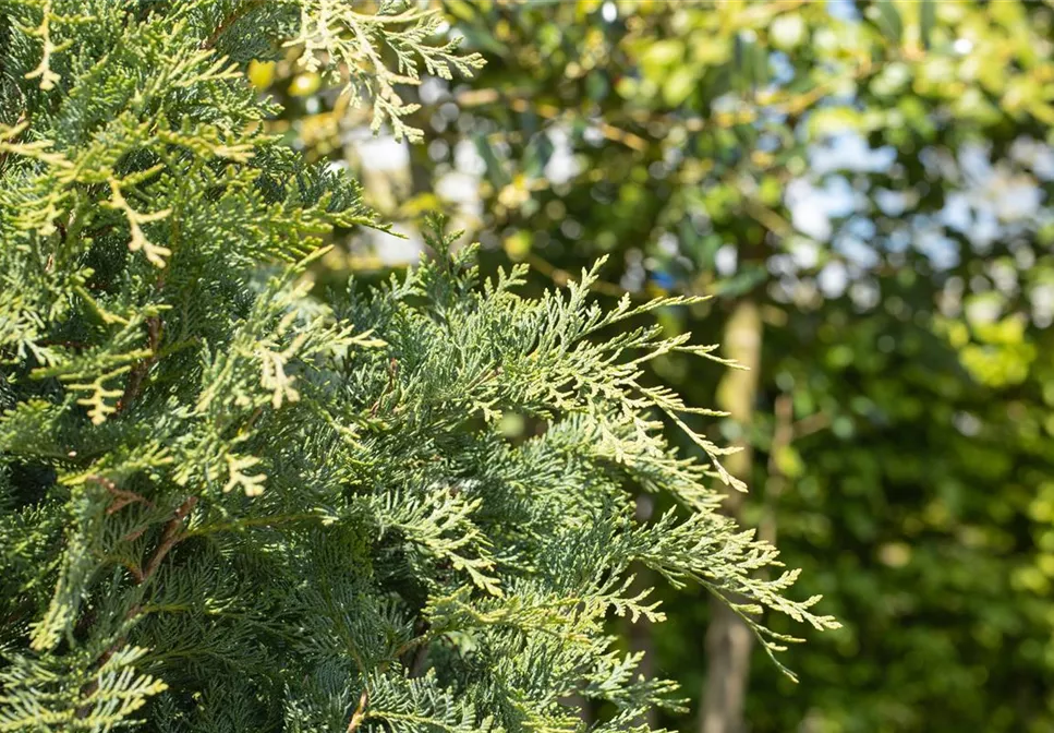 Immergrüne Nadelgehölze im Garten sind vielseitig einsetzbar