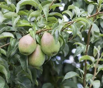 So bereichern diese vitaminreichen Obstpflanzen jeden Garten