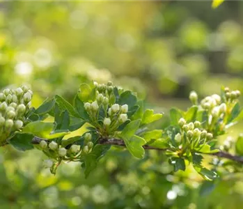 Warum jeder Gartenfreund sommergrüne Gehölze pflanzen sollte