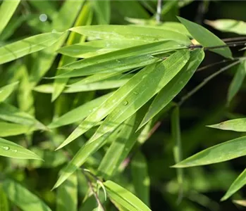 Ein asiatischer Garten als Oase der Ruhe