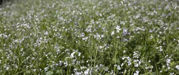 Richtig düngen für Pflanzen in Haus und Garten