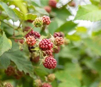 Im Frühjahr Brombeeren pflanzen für eine erfolgreiche Ernte