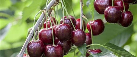 Säulenobst pflanzen – frische Früchte direkt vor der Haustür