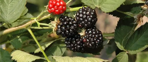 Im Frühjahr Brombeeren pflanzen für eine erfolgreiche Ernte