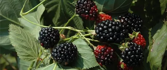 Im Frühjahr Brombeeren pflanzen für eine erfolgreiche Ernte