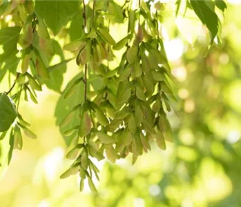 Wo Bäume im Garten stehen, sind wir schon mitten im Paradies