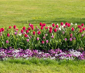 Wie ein pflegeleichter Garten gestaltet wird