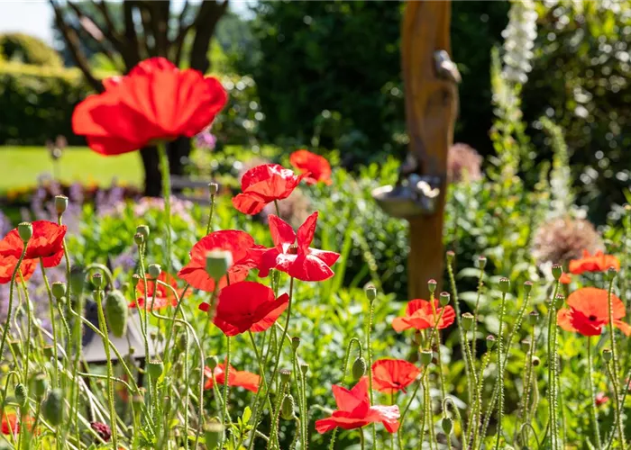 Mehrjährige Blumensamen