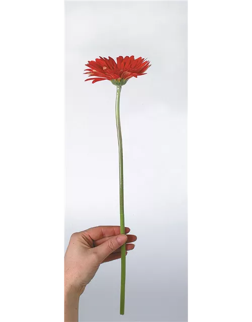 fleur ami GERBERA Rollenware (200 Meter)