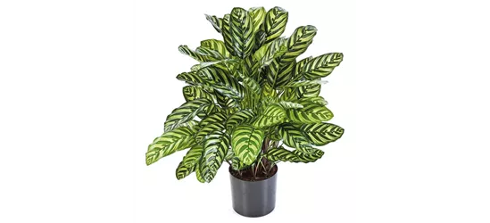 fleur ami CALATHEA Kunstpflanze