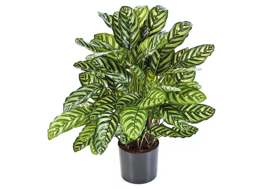 fleur ami CALATHEA Kunstpflanze