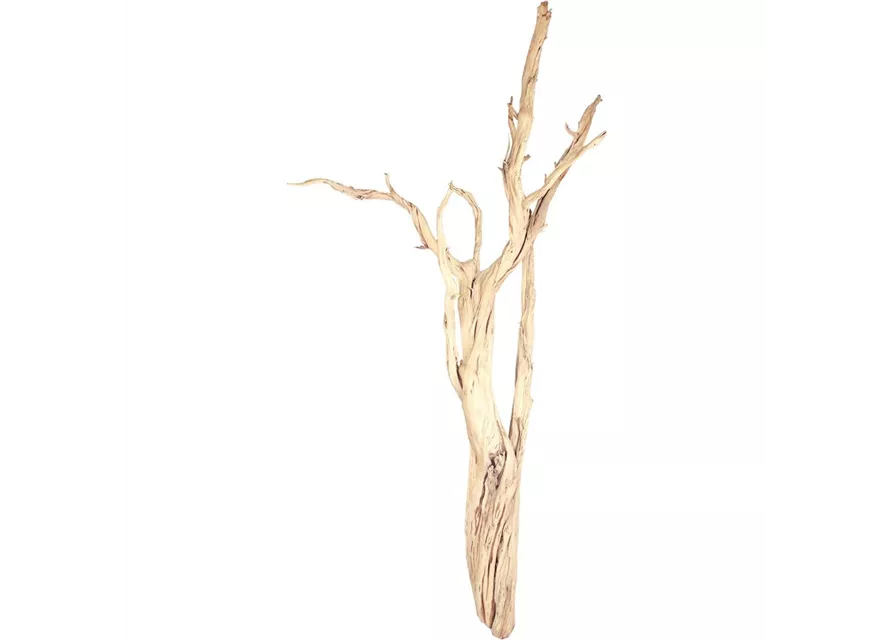 fleur ami Ghostwood