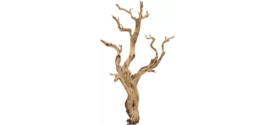 fleur ami Ghostwood