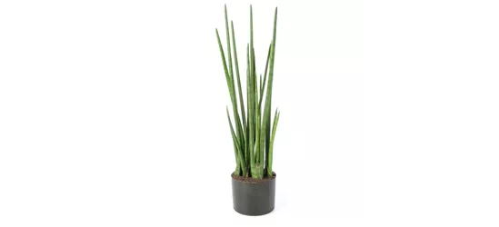 fleur ami SANSEVIERIA CYLINDRICA Kunstpflanze