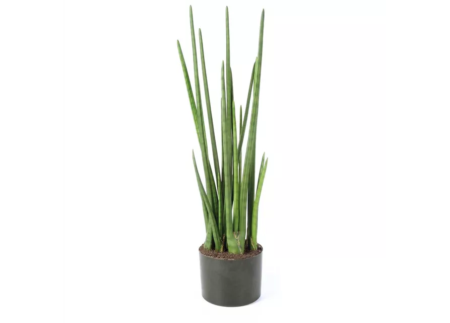 fleur ami SANSEVIERIA CYLINDRICA Kunstpflanze