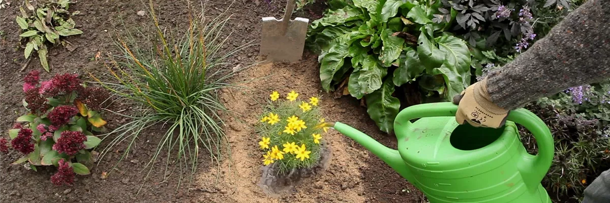 Mädchenauge - Einpflanzen im Garten (thumbnail)