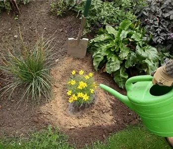 Mädchenauge - Einpflanzen im Garten