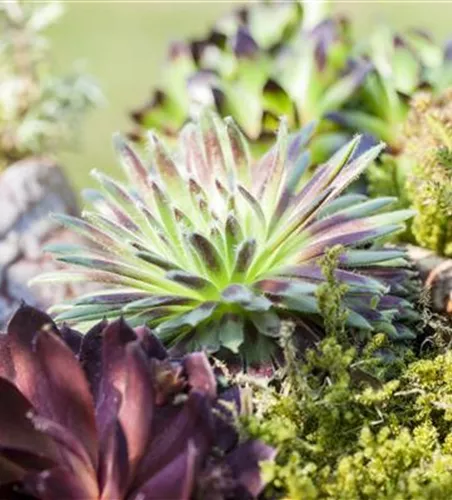 DAS SEMPERVIVUM!