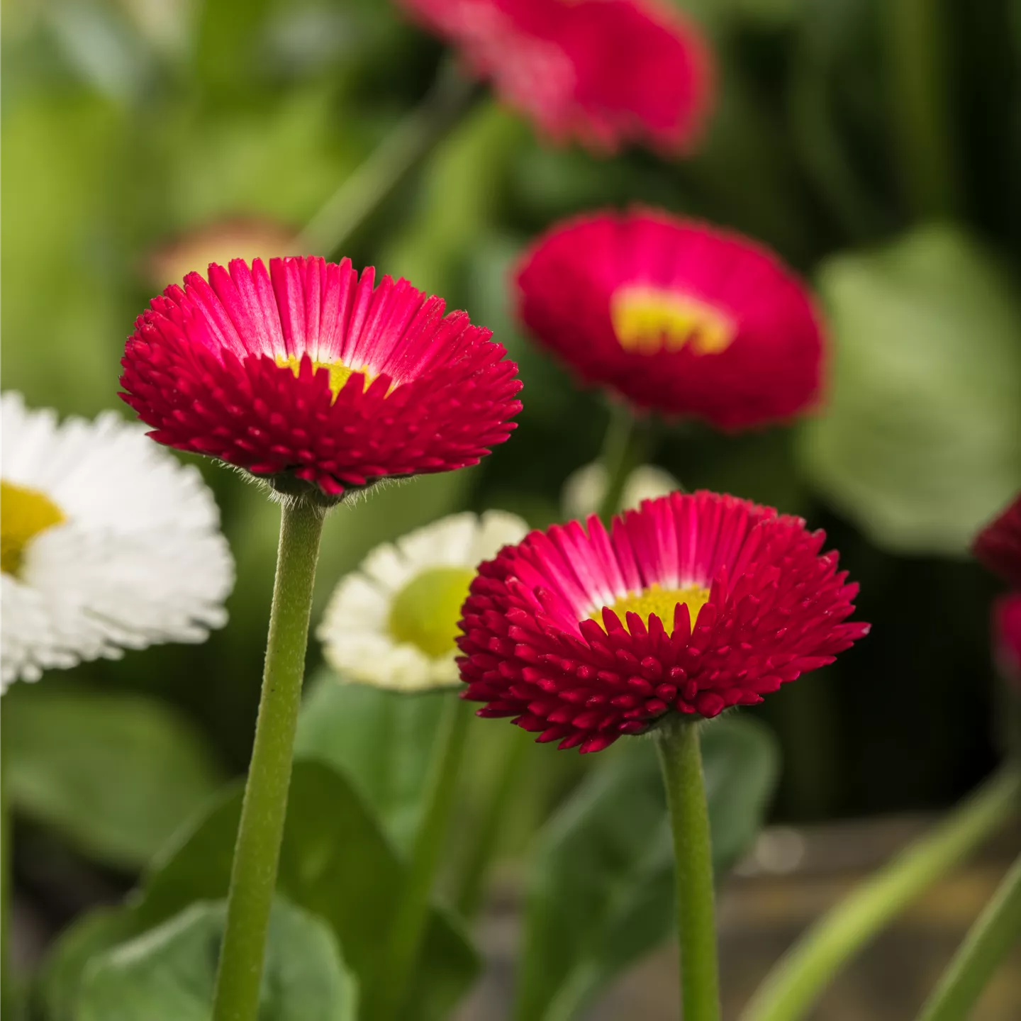 Bellis perennis, rot