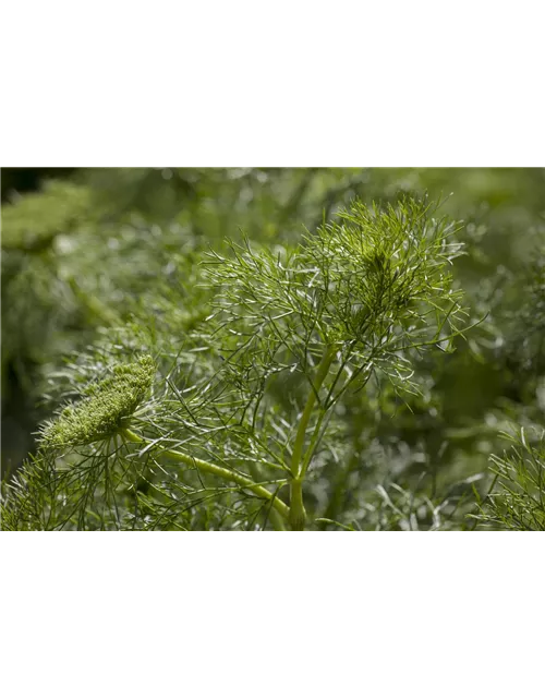 Dill 'Aromatischer'