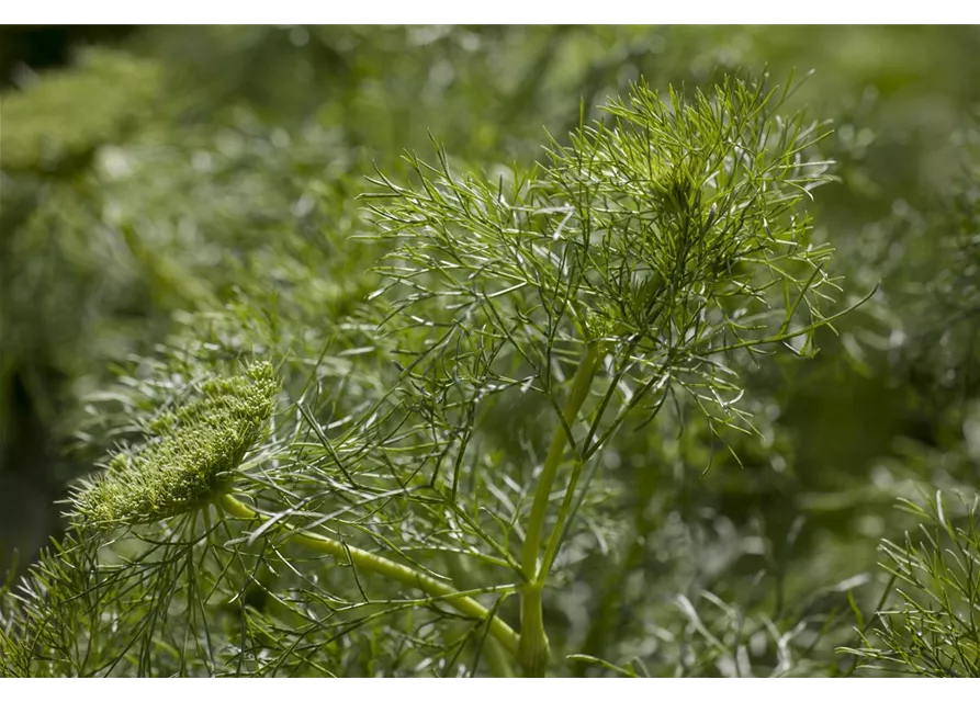 Dill 'Aromatischer'