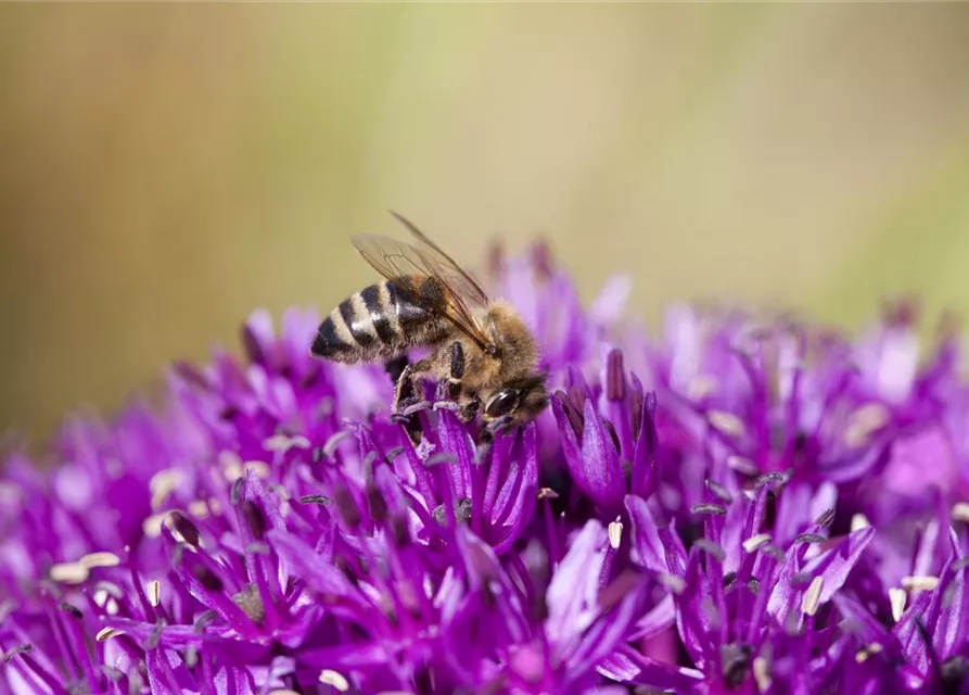 Bienenweide