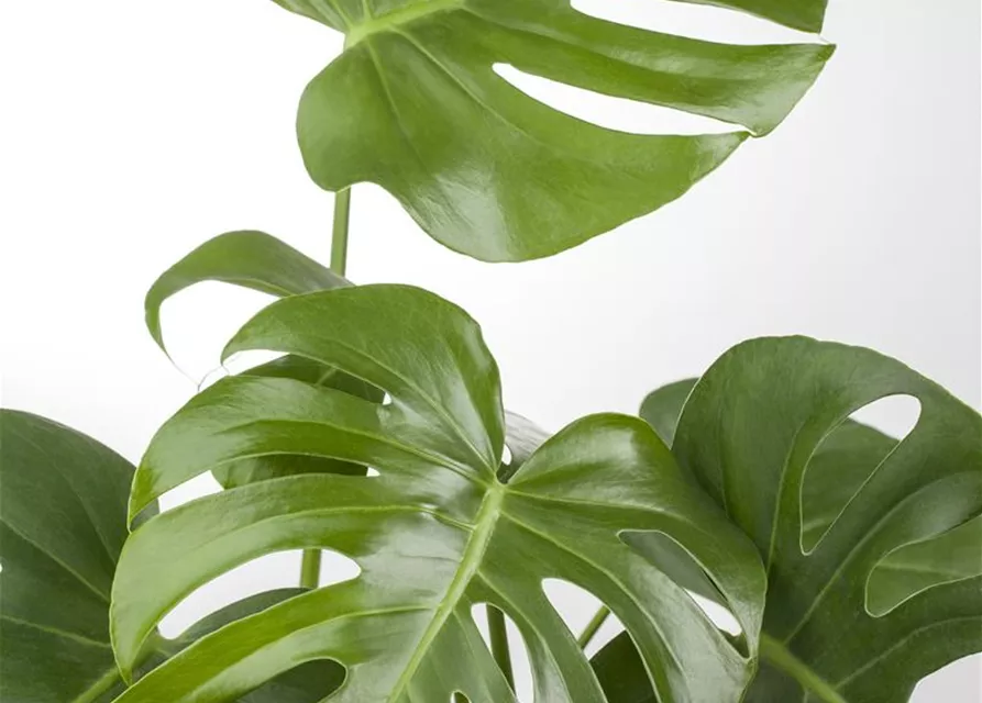 Monstera