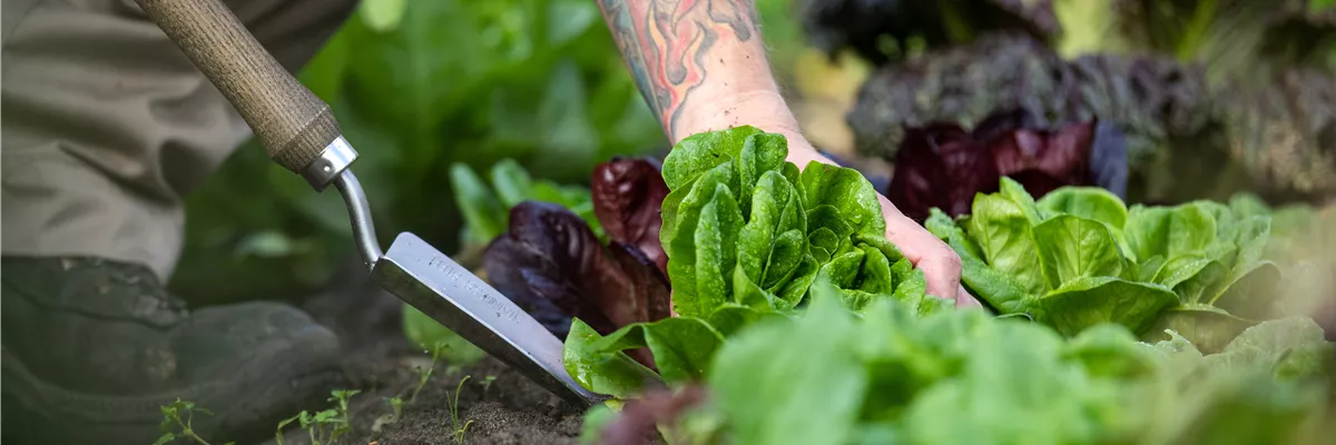 Gartengeräte - Salat ausstechen