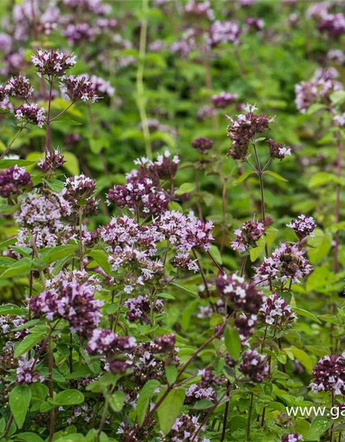 Origanum vulgare