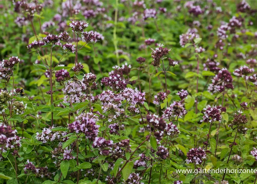 Origanum vulgare