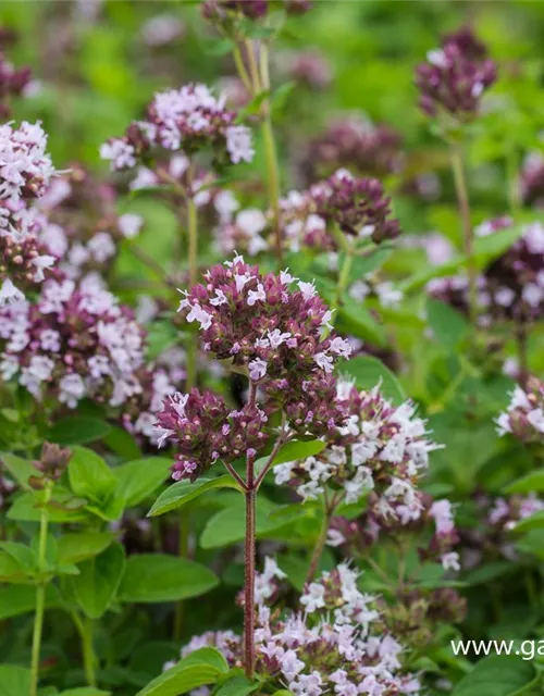 Origanum vulgare