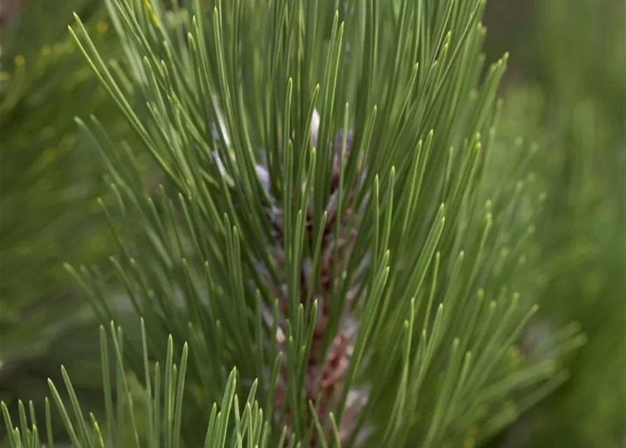 R Pinus heldreichii 'Compact Gem'