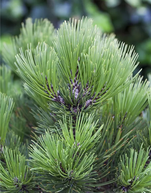 R Pinus heldreichii 'Compact Gem'