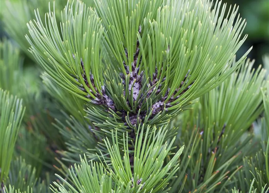 R Pinus heldreichii 'Compact Gem'