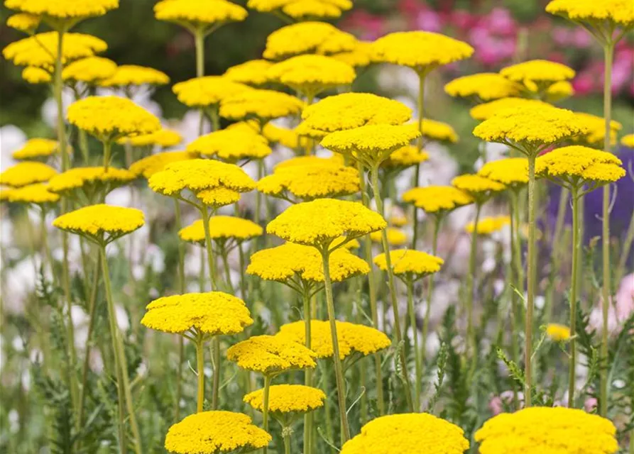 Hohe Garten-Gold-Garbe 'Cloth Of Gold'