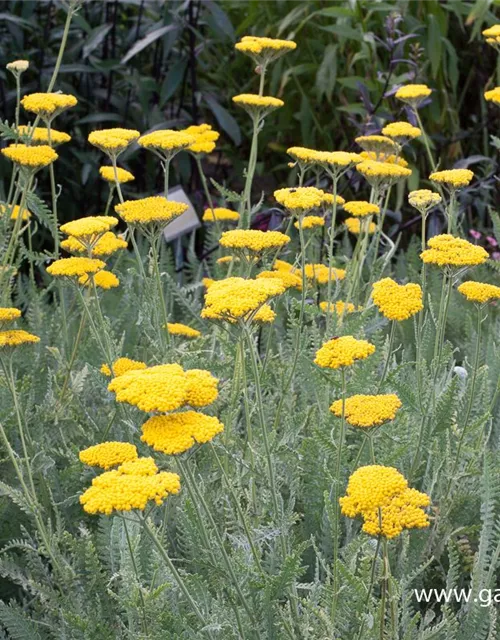 Hohe Garten-Gold-Garbe 'Coronation Gold'