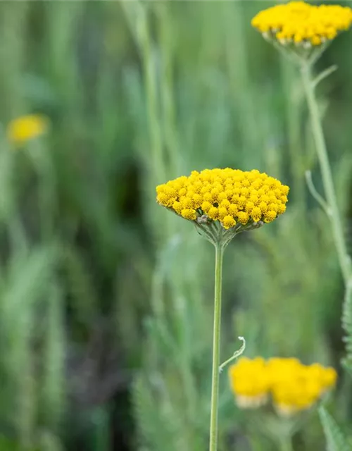 Hohe Garten-Gold-Garbe 'Coronation Gold'