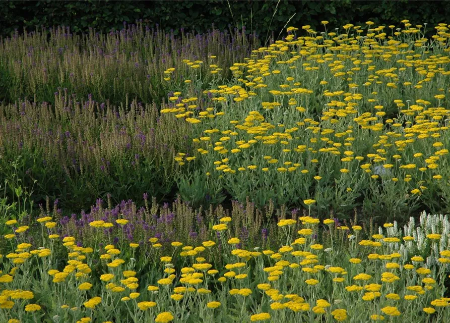 Hohe Garten-Gold-Garbe 'Coronation Gold'