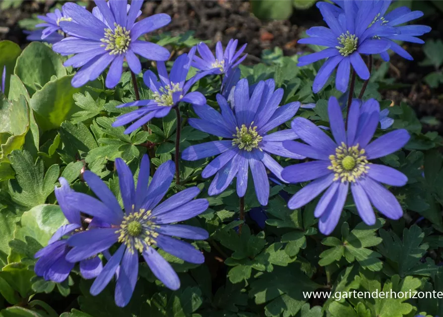 Garten-Strahlen-Windröschen 'Blue Shades'