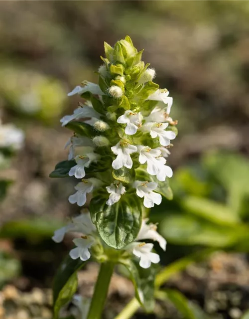 Weißblühender Garten-Günsel 'Alba'